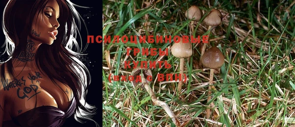 прущие грибы Алзамай